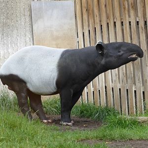 Male Tapir