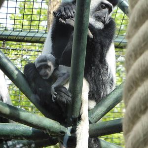 Colobus with baby