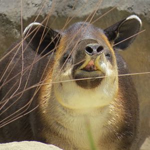 Bairds Tapir