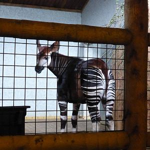 Daphne the Okapi -