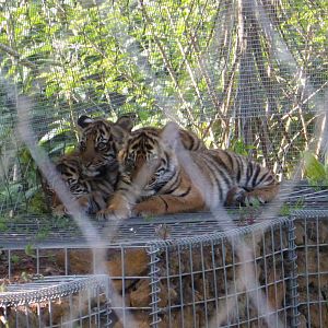 Peering thru the wire