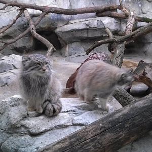 Pallas Cats