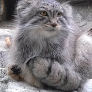 Pallas Cat
