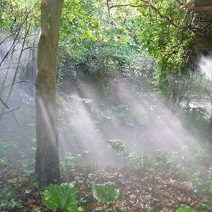 Pathway through the Bonobo Forest