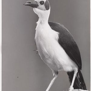 White-necked picathartes
