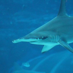 Shark Seas - Scalloped Hammerhead