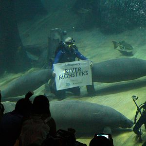 Amazon Flooded Forest