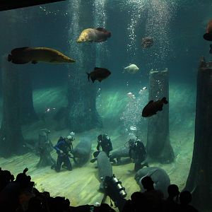 Amazon Flooded Forest