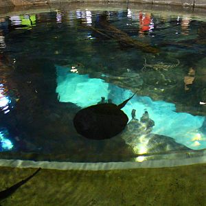 Amazon Flooded Forest