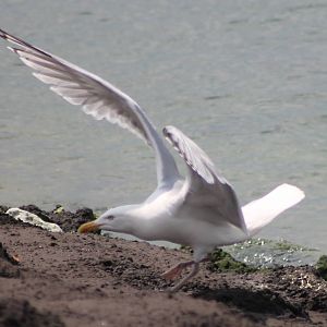 Herring gull
