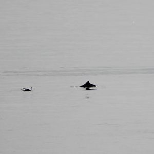 Porpoise ( and gull )