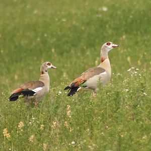 Egyptian geese