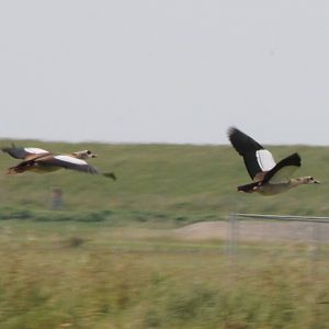 Egyptian geese