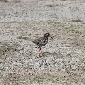 Redshank