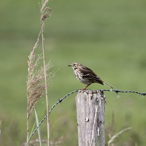 Meadow pitpit