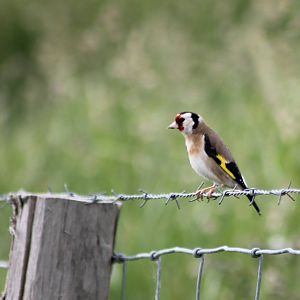 Goldfinch