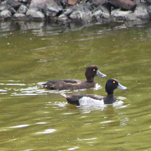 Tufted duck-pair