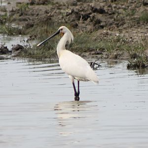 Eurasian spoonbill