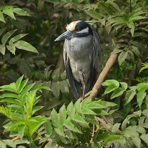 Yellow crowned night heron (Nyctanassa violacea)