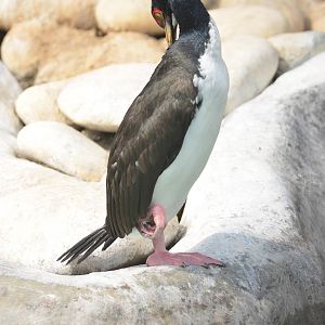 Guanay cormorant (Leucocarbo bougainvillii)