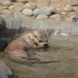 Marine otter (Lutra felina)