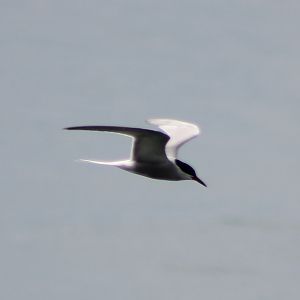Common tern