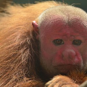 Bald Uakari (Cacajao calvus)