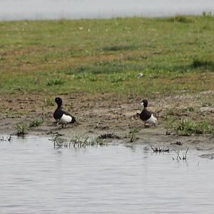 Tufted ducks