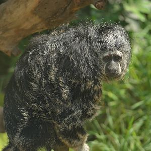 Monk Saki (Pithecia monachus)