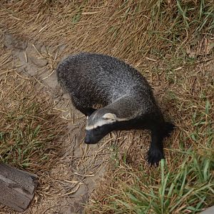 Lesser Grison (Galictis cuja)