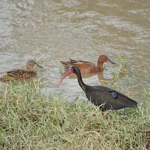 Bare faced Ibis and Tropical cinammon teal