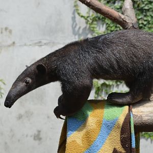 Baby black tamandua