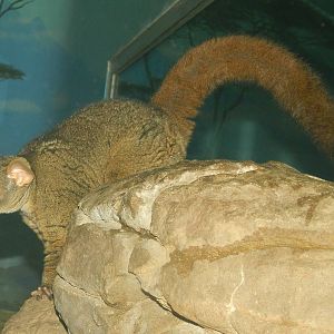 May. 2014 - Night Hunters - Greater Bushbaby