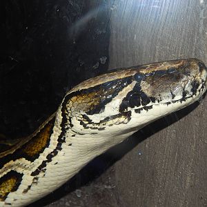 May. 2014 - Night Hunters - Burmese Python Named Nagini