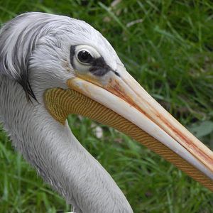 May. 2014 - Jungle Trails - Pink-backed Pelican