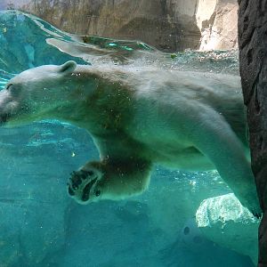 May. 2014 - Lords of the Arctic - Little One