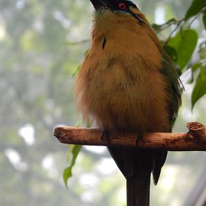 May. 2014 - Wings of the World - Blue-crowned Mot-Mot