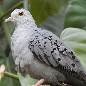 May. 2014 - World of the Insect - Blue Ground Dove