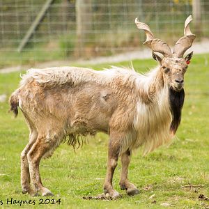 Markhor Male