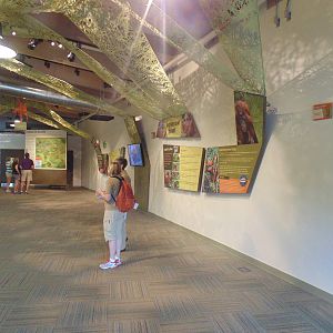 inside new orangutan exhibit