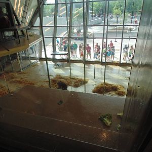 inside new orangutan exhibit