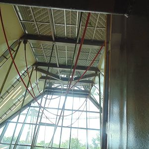 inside new orangutan exhibit