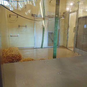 inside new orangutan exhibit