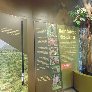 inside new orangutan exhibit