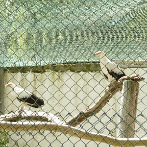 Palm-nut vulture