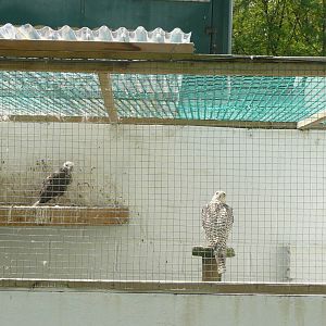 Falcon with chick