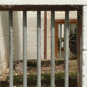 Falcon with chicks , not labelled .