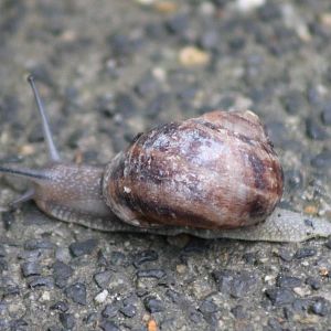 Snail id