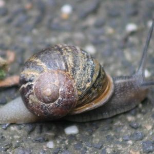 Snail ID