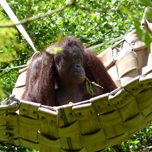 Female Bornean orangutan, Gambira, 25 May 2014